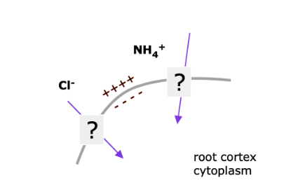 <p>Which ion must be moving through HATS given greater concentration in the soil water?</p>
