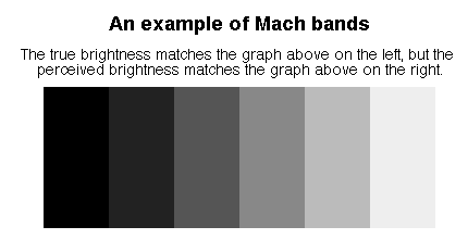 <ul><li><p>t<span>he Hermann grid and Mach bands are </span><strong><mark data-color="rgba(0, 0, 0, 0)" style="background-color: rgba(0, 0, 0, 0); color: inherit;">visual illusions explained by lateral inhibition within center-surround receptive fields of retinal ganglion cells</mark></strong><span>; these cells enhance contrast at edges</span></p></li><li><p><span>in grid, more inhibition occurs at intersections, producing "ghostly" grey spots, while in Mach bands, it accentuates light/dark edges</span></p></li></ul><p></p>