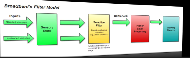 <ul><li><p>Attention acts like a filter that gates information flow</p></li><li><p>Unwanted input is blocked before reaching higher processing</p></li><li><p>Broadbent's early filter model (1958): filter selects by physical features (pitch, loudness, location)</p></li><li><p>Problem: we still notice our own name in an unattended channel → selective filter / late-filter models</p></li><li><p>Key debate: Where in processing does selection happen?</p></li></ul><p></p>