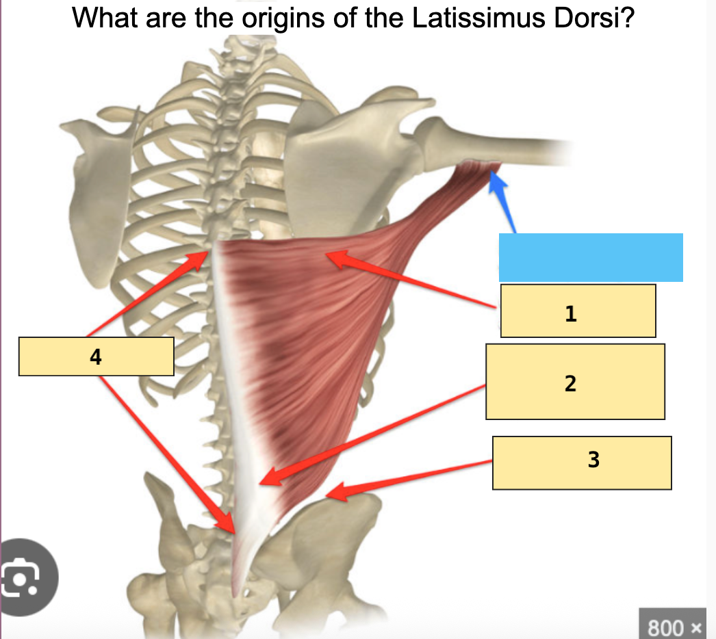<p>What is the latissimus dorsi (1) <span style="color: rgb(214, 51, 51);"><strong>Origin</strong></span>?</p>