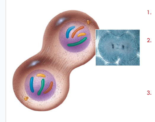 <ol><li><p><span style="background-color: transparent; font-family: "Twentieth Century", sans-serif;">Chromosomes relax into chromatin</span></p></li><li><p><span style="background-color: transparent; font-family: "Twentieth Century", sans-serif;">Nuclear membrane reappears </span></p><ul><li><p><span style="background-color: transparent; font-family: "Twentieth Century", sans-serif;">Two new nuclei are formed</span></p></li></ul></li><li><p><span style="background-color: transparent; font-family: "Twentieth Century", sans-serif;">Spindle fibers disappear</span></p></li></ol><p></p>