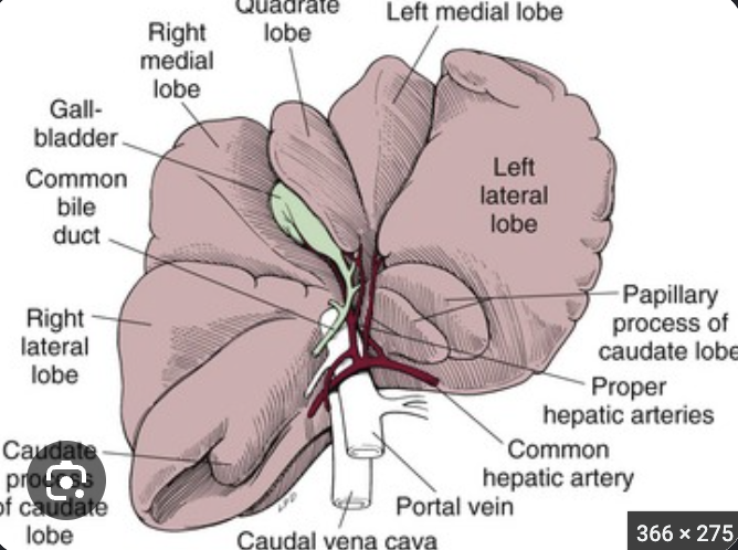 <ul><li><p>caudate process of caudate lobe </p></li><li><p>right lateral lobe </p></li><li><p>right medial lobe </p></li><li><p>quadrate lobe </p></li><li><p>left lateral lobe </p></li><li><p>left medial lobe </p></li><li><p>papillary process of the caudate lobe </p></li></ul><p></p>