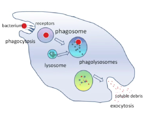 <ul><li><p>Phagocyte is a macrophage (type of WBC) that carries out phagocytosis</p></li><li><p>Found in blood and in tissues</p></li><li><p>Phagocytosis is a non specific immune response. Any type of non-self cell detected will trigger the same response</p></li></ul><p></p>