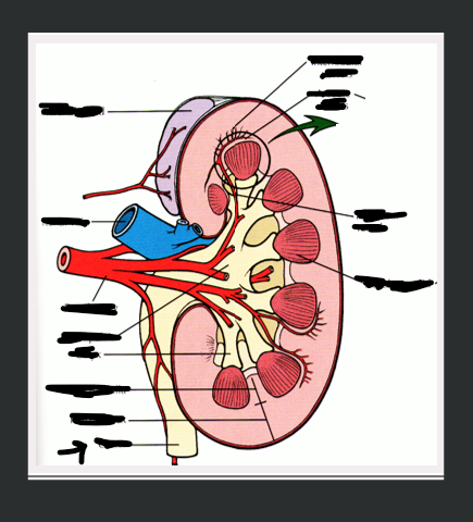 <p>What structure is arrow pointing to?</p>