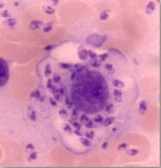 <p>What is this in a dog?</p>
