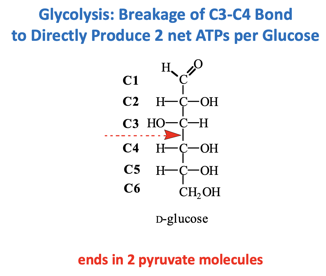 <p><strong>Reaction:</strong> Cleavage of Fructose 1,6-bisphosphate (F1,6BP) → Glyceraldehyde 3-phosphate (GAP) + Dihydroxyacetone phosphate (DHAP)</p><ul><li><p><strong>Step:</strong> C3–C4 bond is broken (Step 4, Aldolase reaction)</p></li><li><p><strong>Outcome:</strong> Prepares two 3-carbon molecules for subsequent energy-producing steps</p></li><li><p><strong>Direct ATP:</strong> 2 net ATP per glucose (from later substrate-level phosphorylation in glycolysis)</p></li></ul><p><strong>Key Point:</strong> This bond cleavage is essential for generating two “units” that each yield ATP, doubling the energy output from a single glucose.</p>