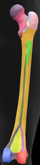 <p>What bony landmark is in light yellow?</p>