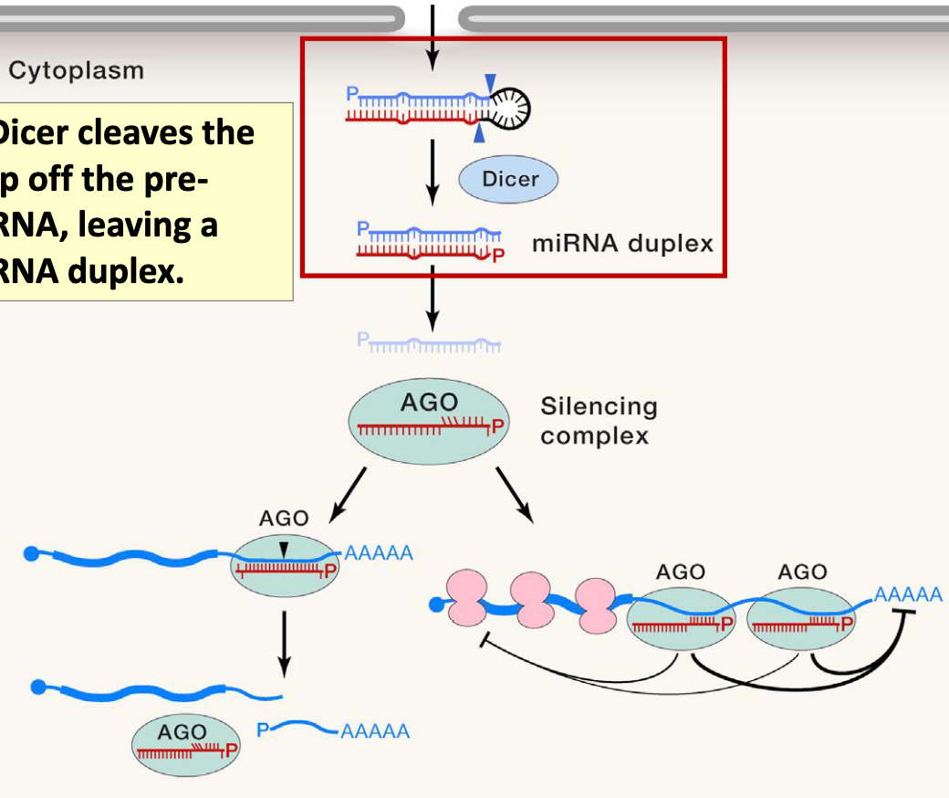 <p>Dicer cleaves the loop off the pre-miRNA, leaving a miRNA duplex</p>