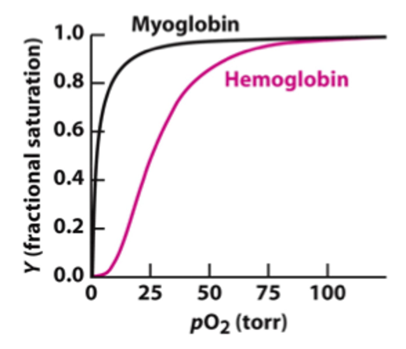 <p>the first substrate changes the shape of the enzyme allowing other substrates to bind more easily</p><p>Graph will have sigmodial (s) shape. Myoglobin is not cooperative.</p>