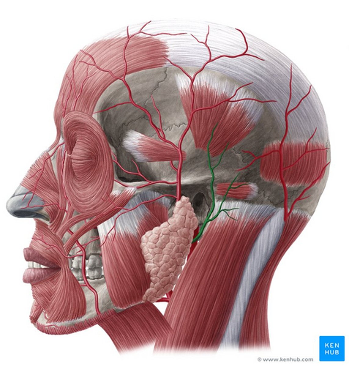 knowt flashcard image