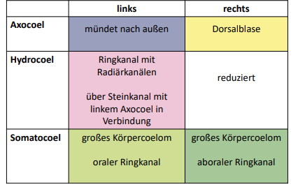 <p>Das Ambulakralsystem der Echinodermata wird aus dem:</p><p>✅ Hydrocoel gebildet.</p><p>Genauer: Es entsteht aus dem linken Hydrocoel</p><p></p><p>chatti sagt: Bei Echniodermate: ganzes Hydrocoel und nur bei spirale Furchungstieren das linke Hydrocoel</p>