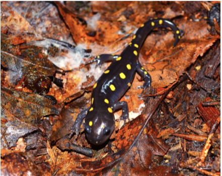 <p>spotted salamander</p><p>rows of yellow spots, broad head</p><p>prominent costal ridges, stout limbs</p>