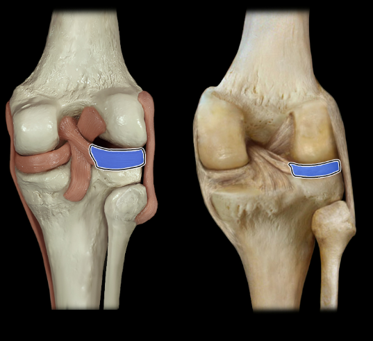 <p>posterior</p>