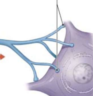 <p>region found at the end of the axon where neurotransmitters release from vesicles. Action potentials end here too </p>
