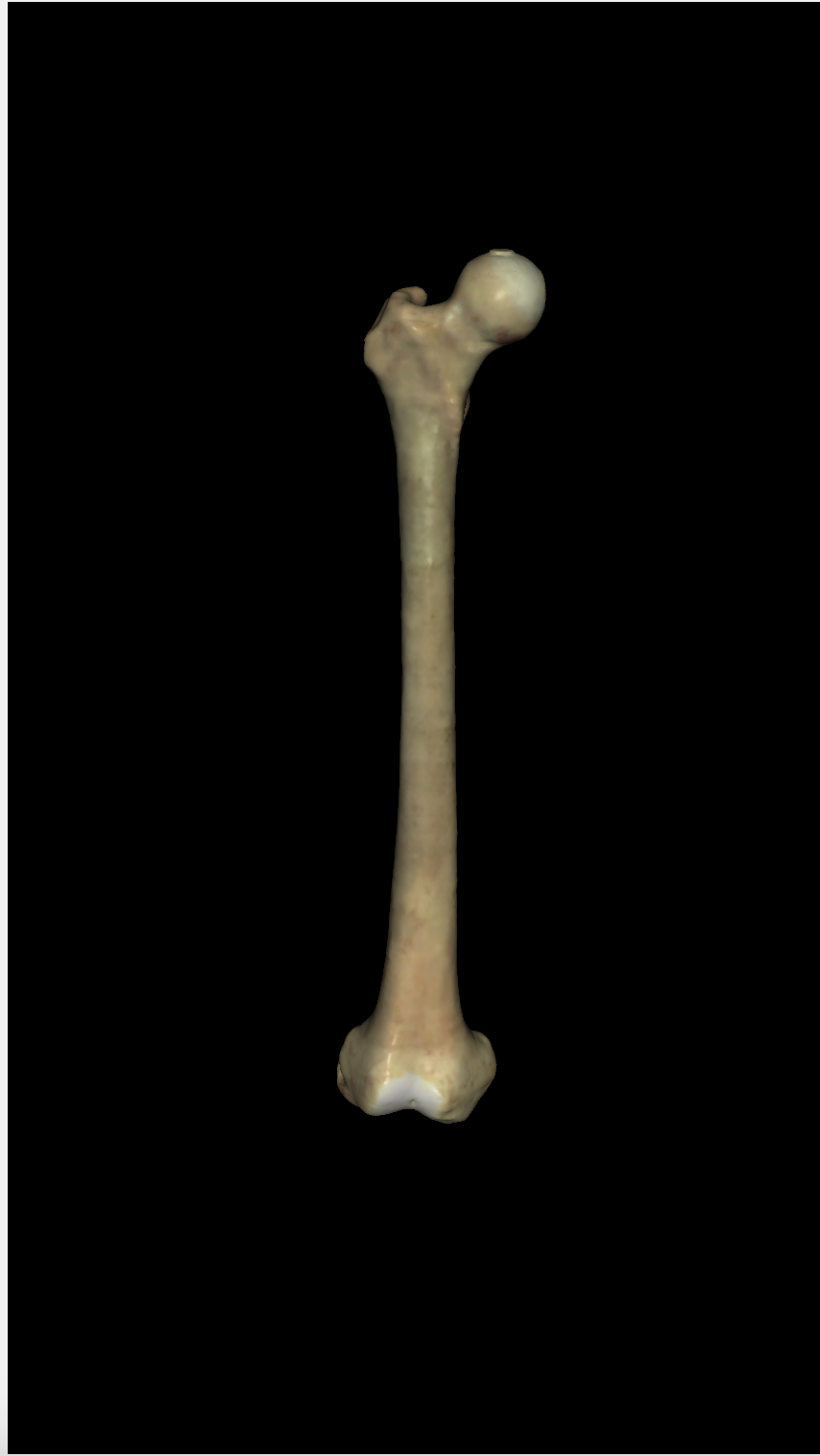 <p>is this the left or right femur? (anterior view)</p>