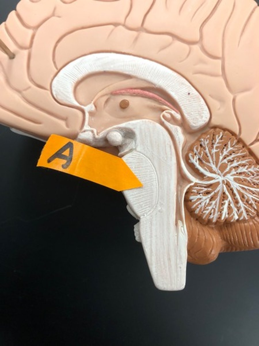 <p>Identify this area of the brain stem</p>