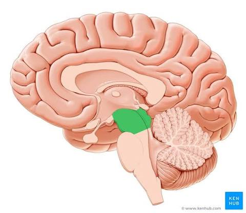 <p>Midbrain</p>