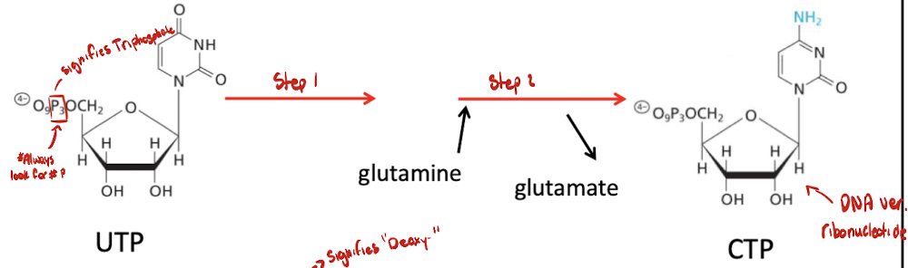 <p>UMP → UDP → UTP → CTP </p><ul><li><p>CTP cannot use UMP as stock, therefore we will have to change UMP into UTP by adding two phosphoryl groups</p></li></ul><p>Requires 2 steps to add amino group to uracil to change into cytosine:</p><ol><li><p>not covered in class</p></li><li><p>glutamine in, glutamate out</p></li></ol><p></p>
