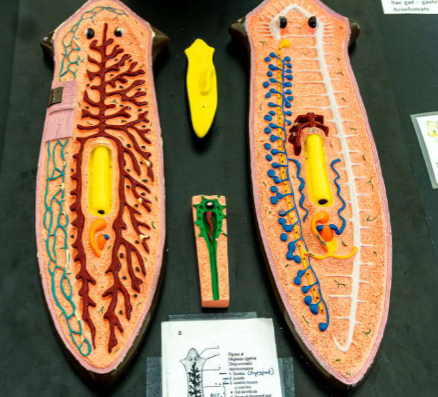 <p>Identify the Phylum &amp; name </p>