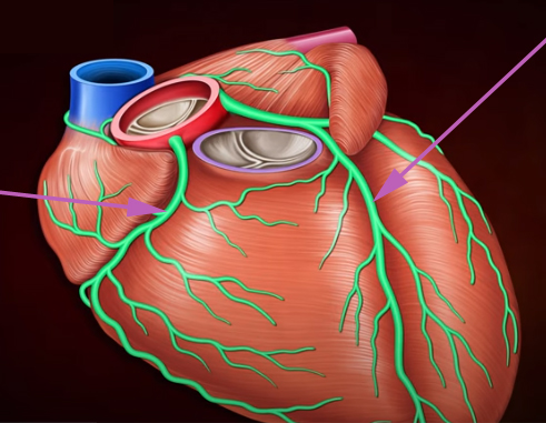 <p><span>These branches run on the _______________ of the heart, lying within the _________________ fatty tissue.</span></p>