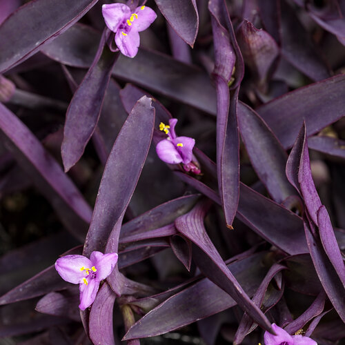 <p>commelinaceae</p><p>purple leaves and stems</p><p>spreading habit</p><p>pale pink raceme flower with yellow reproductive structures</p><p>3 petals terminal</p><p>opposite</p><p>leaves attached to stems</p>