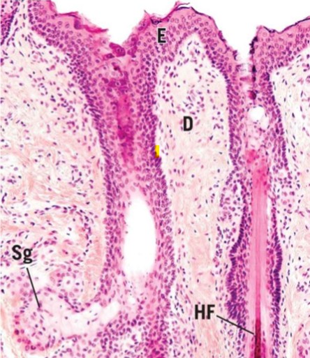 <p>Describe the major sections in this Image of the []</p>
