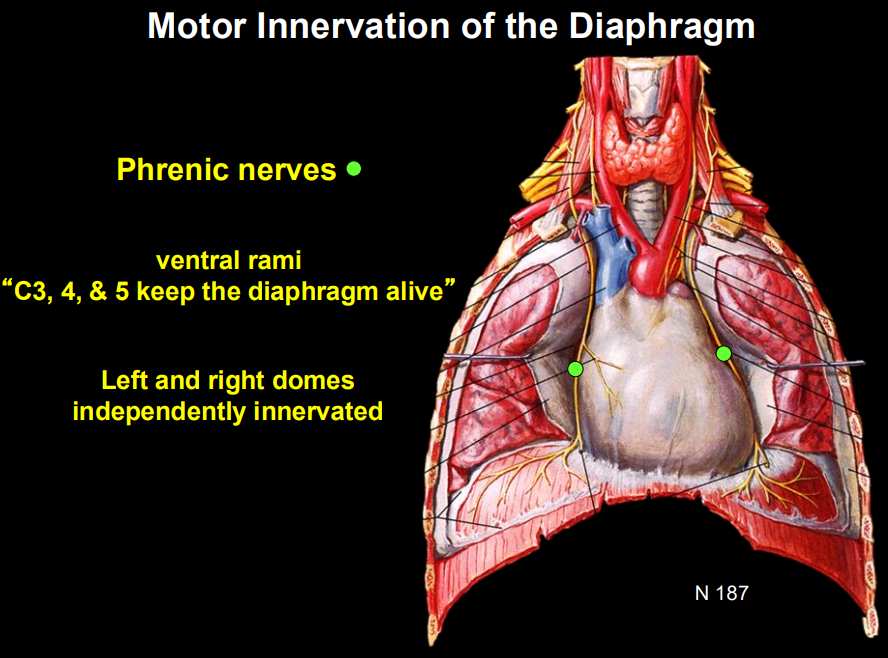 <ul><li><p><span style="background-color: transparent;"><strong>Motor Innervation:</strong> Phrenic Nerve (C3, C4, C5).</span></p></li><li><p><span style="background-color: transparent;">left & right domes independently innervated </span></p></li></ul><p></p>