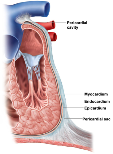 <ul><li><p>Visceral layer of serous pericardium, serous membrane external to hearts surface </p></li><li><p>Simple squamous epithelium, overlaying thin layer of areolar tissue </p></li><li><p>In some places, it also had thick layer of adipose tissue </p></li><li><p>Other areas, fat free and translucent, and the myocardium (heart tissue/cells) shows through </p></li><li><p>Largest branches of the coronary blood vessels travel through ehre </p></li></ul><p></p>