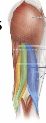 <p>Name yellow muscle</p>