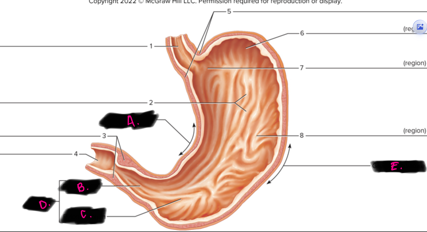 <p>what is 4 pointing to</p><p>hint - first part of smaller intestine</p>