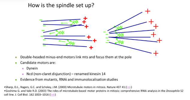 <ul><li><p><strong>double-headed minus-end</strong> motors link adjacent microtubules together, drawing them in to <strong>focus </strong>at the minus pole</p></li><li><p><strong>plus-end </strong>motors are <strong>anchored </strong>at the <strong>centrosome </strong>to <strong>tether </strong>the focus pole</p></li></ul><p></p>