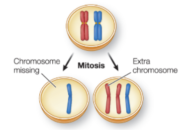 <ul><li><p>one daughter nucleus has an <strong><u>extra chromosome</u></strong> </p></li><li><p>one is <strong><u>missing a chromosome</u></strong> </p></li></ul><p></p>