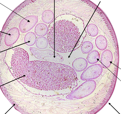 <p>what, phylum, thesex</p>