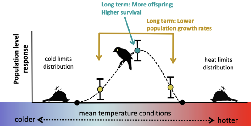 <p>Thermal niches are based on individual thermal tolerances</p>