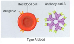<p>Donor: A+ and B+</p><p>Receiver: A+- and O+-</p>