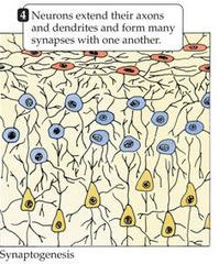 <p>The formation of synapses between neurons.</p>