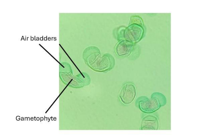 <p>Pine Pollen; Draw &amp; label:</p><ul><li><p>Pollen Grain </p></li><li><p>Male Gametophyte</p></li><li><p>Air Bladders (wings)</p></li></ul><p></p>