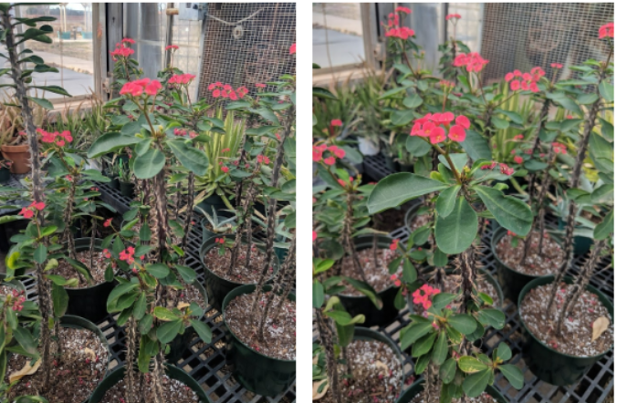 <p>Crown of Thorns</p>