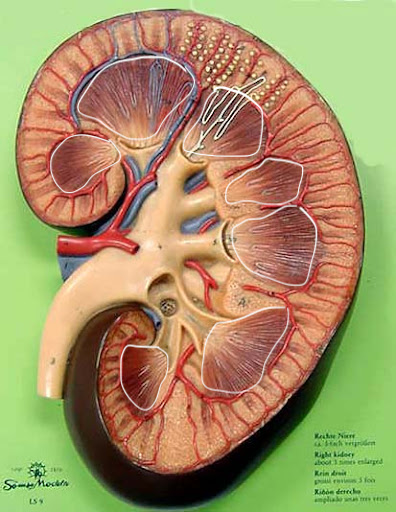 <p>Name the structure</p>