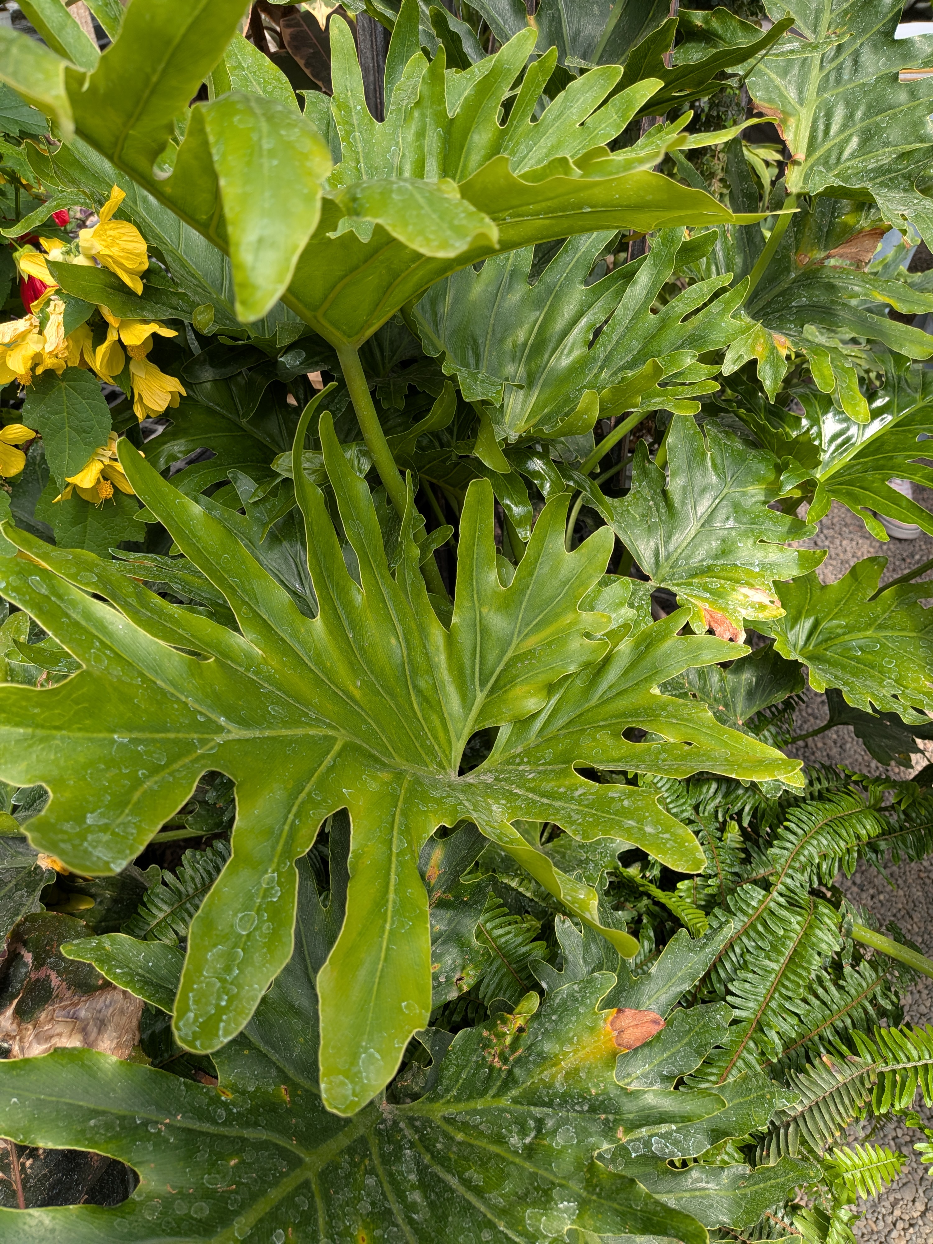 <p>Philodendron ‘Xanadu’</p>