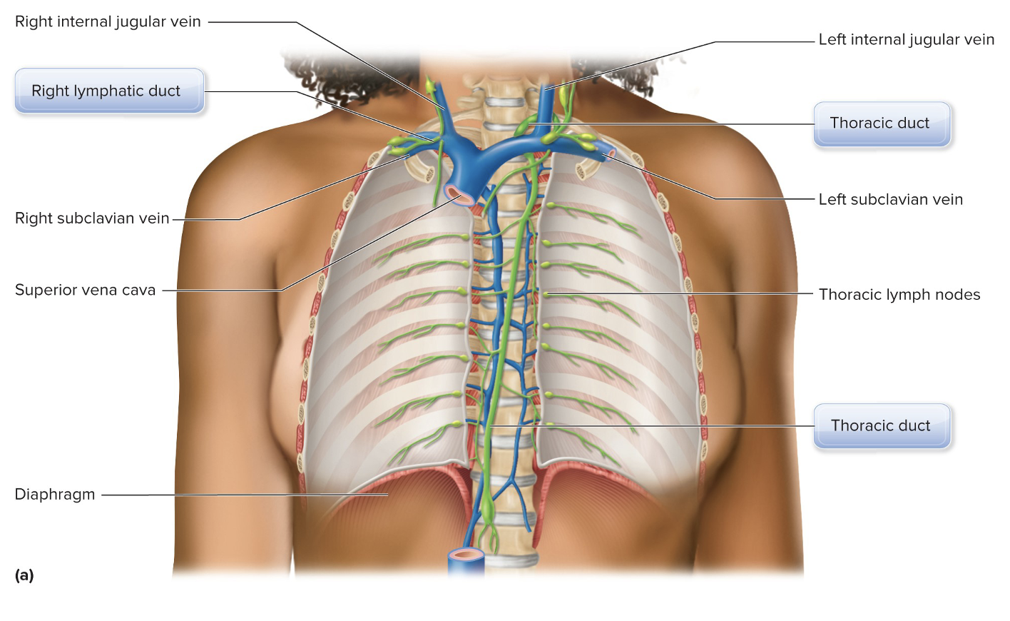 <p>what does this picture show </p>