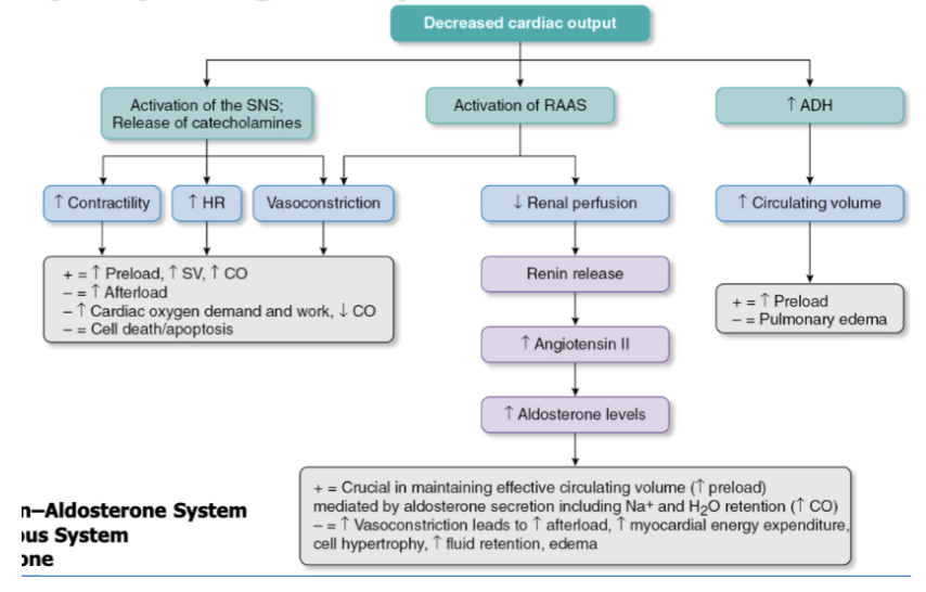 <p><span style="background-color: transparent;"><strong>Compensatory Physiologic Responses in HF</strong></span></p>
