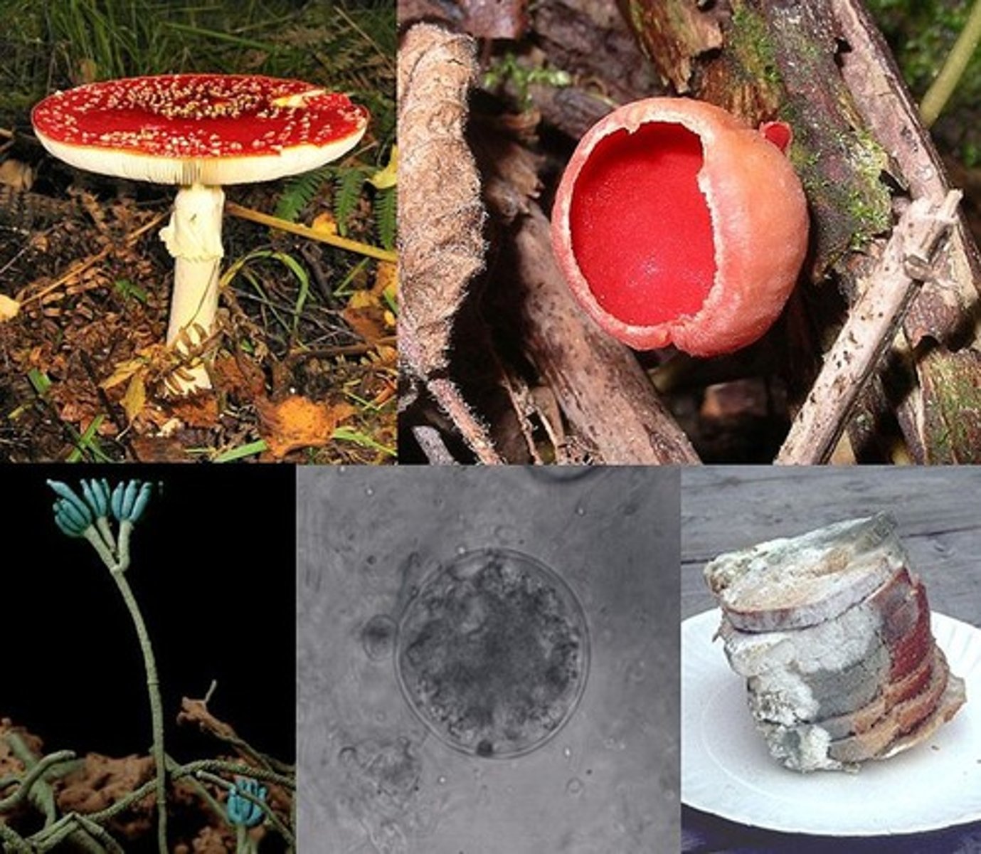 <p>fungi- living things that breakdown dead organisms and waste, returning nutrients to the environment.</p>