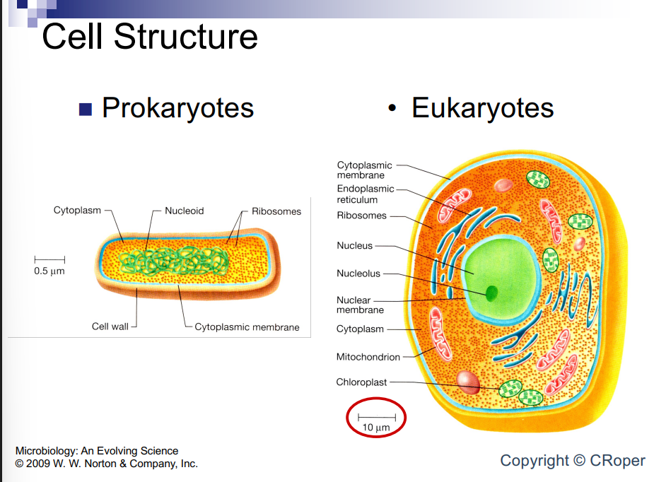 <p>In eukaryote there is membrane around chromosomes</p><p>Prokaryotes don’t have this</p><p>Ribosomes are out in the cytoplasm in prokaryote and have dna genes coding for messenger RNA allowing transcription and translation to change very fast</p><p>Know prokaryote organelles have no membrane bound organelles, condensed form nucleoid and parts. Condensed because theres a single circular chromosome, DNA is bunched up and tightly packed</p>