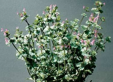 <p>Identify the weed</p>