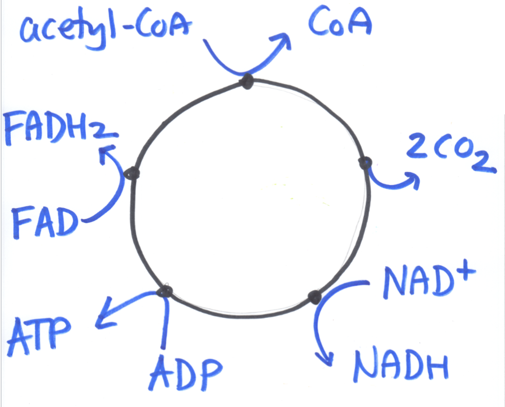 <ol><li><p>Acetyl CoA containing high energy bonds enters the cycle and the acetyl group is removed, leaving CoA</p></li><li><p>The remaining two carbon section of CoA with low energy bonds is discarded as 2 CO2 molecules</p></li><li><p>Electrons are removed from the molecule and used to reduce NAD+ into NADH</p></li><li><p>A kinase is used to transform ADP into ATP</p></li><li><p>Electrons are removed from the molecule and used to reduce FAD into FADH2</p></li></ol><p></p>
