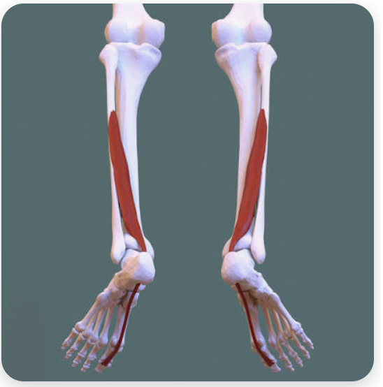 <p>O: Posterior fibula; interosseous membrane</p><p>I: Inferior surface of the first distal phalanx</p><p>A: Flexion of digit 1 of the foot; plantarflexion of foot; inversion of the foot</p>