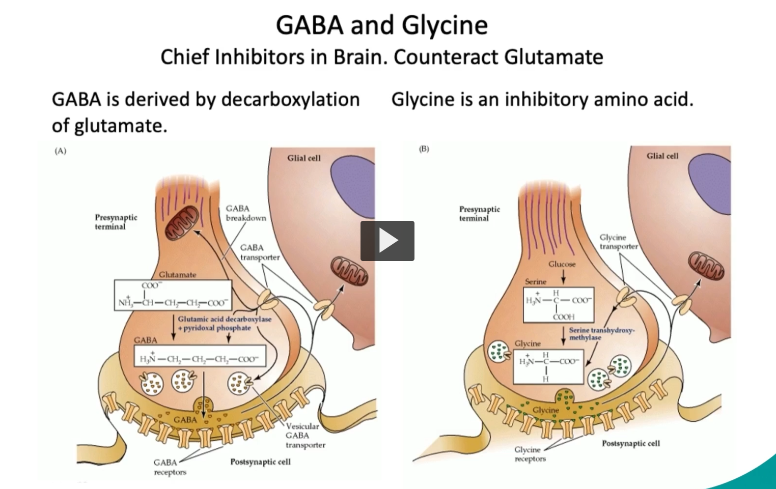 <p><u>GABA and Glycine</u><br><u>Chief Inhibitors in Brain.</u> <u>Counteract Glutamate</u></p><p>In this slide, we can see both GABA and Glycine, which are the chief inhibitors in the brain, and they counteract glutamate activity.</p><ul><li><p>On the left, we can see that <strong>GABA</strong> is <strong>derived by decarboxylation</strong> of <strong>glutamate.</strong></p></li><li><p>On the right, we can see that<strong> Glycine</strong> is an<strong> inhibitory amino acid</strong>, important in<strong> reflex pathways and spinal inhibition.</strong></p></li></ul><p></p>