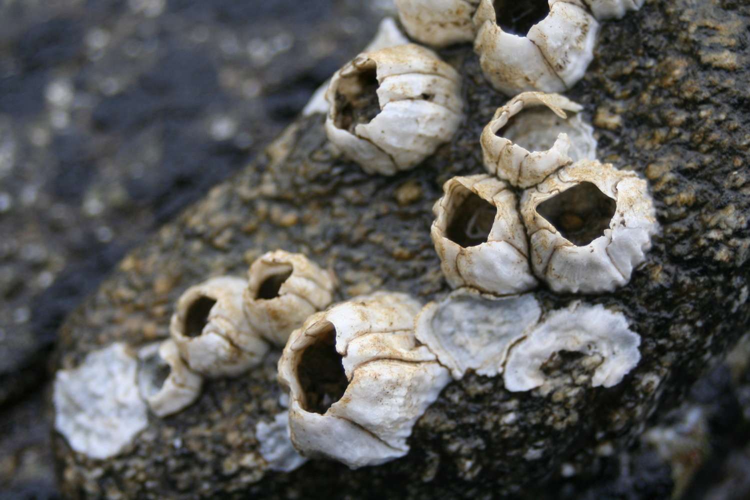 <p>Common Acorn Barnacle</p>