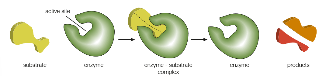 <p>Mostly globular proteins that catalyse/increase the rate of chemical reactions</p><p>Have an active site - formed by folding and binding polypeptide chains</p><p>Substrate binds to active site</p><p>Possesses SPECIFICITY - each enzyme only has one substrate</p><p>Metabolic pathway: a sequence of enzyme-catalysed chemical reactions</p>